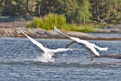 Cygne tuberculé _248446 null