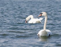 Cygne tuberculé _248469 null