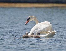 Cygne tuberculé _248470 null