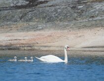 Cygne tuberculé _248500 null