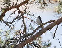 Gobemouche noir _248495 null