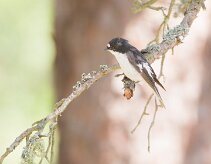 Gobemouche noir _248496 null