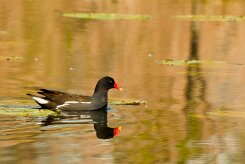 gallimule-poule_d_eau_30 null