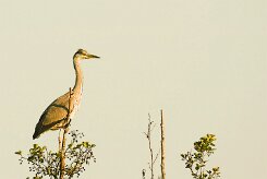 heron_cendre_103 null