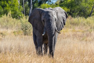 Eléphant Botswana - Morémi - Kwaï river