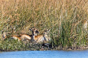 Cobe de lechwe Botswana - Morémi - Kwaï river