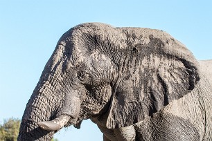 Eléphant Botswana - Morémi - Kwaï river