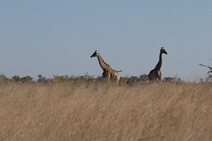 Girafe Botswana - Morémi - Kwaï river