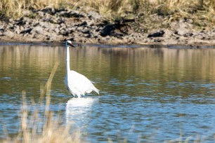 Intermediate Egret (Héron intermédiaire) Intermediate Egret (Héron intermédiaire)