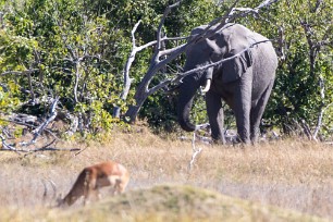 Eléphant Botswana - Morémi - Kwaï river