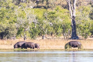 Hippopotame Botswana - Morémi - Kwaï river