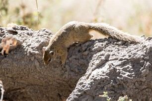 Ecureuil Botswana - Morémi - Kwaï river