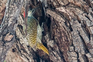 Golden-tailed Woodpecker (Pic à queue dorée) Golden-tailed Woodpecker (Pic à queue dorée)