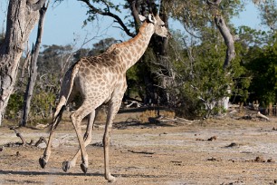 Girafe Botswana - Morémi - Kwaï river