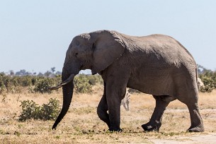 Eléphant Botswana - Savuti - Marsh