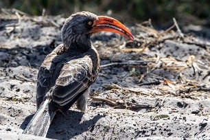 Bradfield's Hornbill (Calao de Bradfield) Bradfield's Hornbill (Calao de Bradfield)