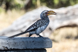 Southern Yellow-billed Hornbill (Calao leucomèle) Southern Yellow-billed Hornbill (Calao leucomèle)