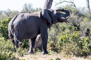 Eléphant Botswana - Savuti - Marsh