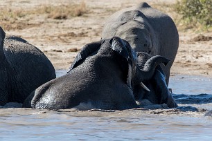 Eléphant Botswana - Savuti - Marsh