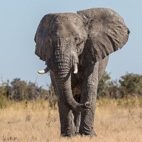 Eléphant Botswana - Savuti - Marsh