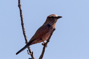 Purple Roller (Rollier varié) Purple Roller (Rollier varié)