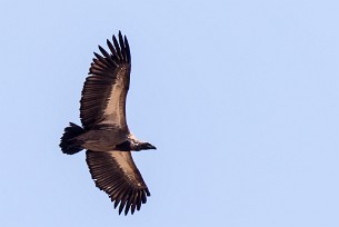 Cape Vulture (Vautour chassefiente) Cape Vulture (Vautour chassefiente)