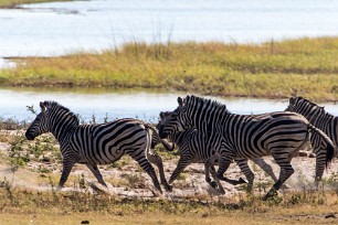 Zebre Botswana - Chobe River