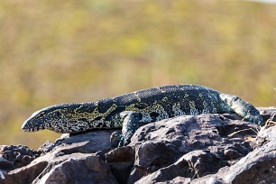 Varan Botswana - Chobe River