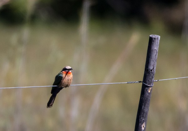 20150618 - Okavango Panhandle