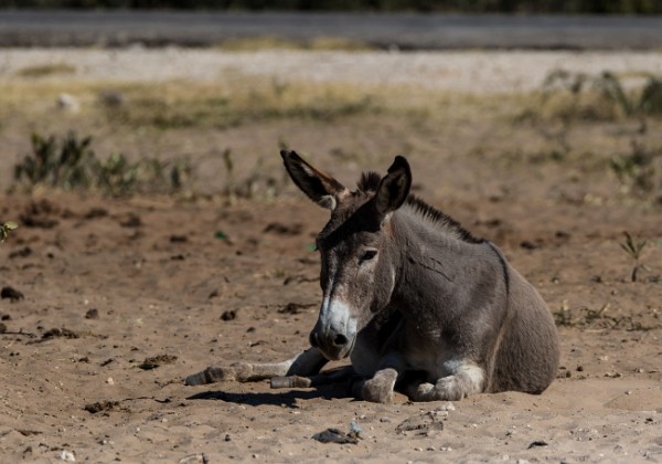 20150620 - Maun