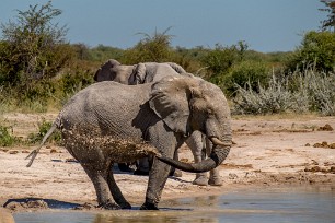 Eléphant Nxai