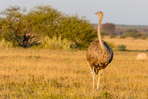 Ostrich (Autruche) Nxai