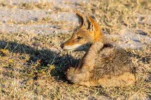 Renard du Cap Nxai