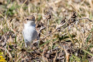 Marico flycatcher (Gobemouche du marico) Nxai