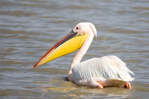 Great White pelican (Pélican blanc) Nata