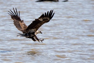 Western osprey (Balbuzard pêcheur) Nata