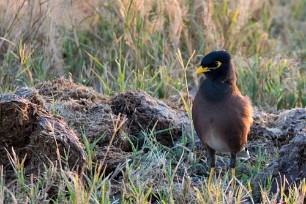 Common Myna (Martin triste) Nata