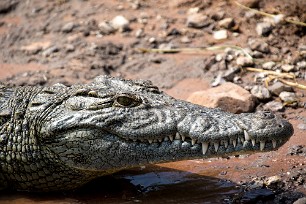 Crocodile Chobe River