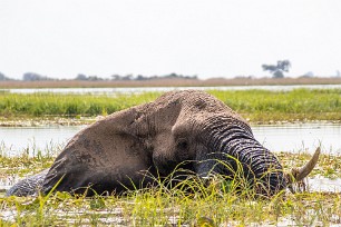 Eléphant Chobe River