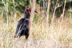 Southern Ground-Hornbill (Calao terrestre) Chobe River