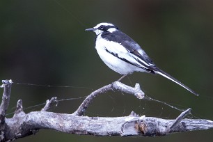 African Pied Wagtail (Bergeronnette pie) Chobe River