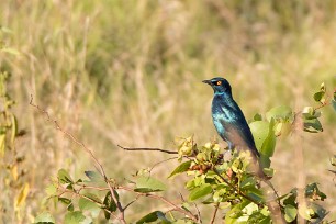 Cape Glossy Starling (Choucador à épaulettes rouges) Chobe National Park