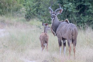 Grand koudou Chobe National Park