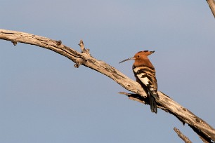 African Hoopoe (Huppe d'Afrique) Chobe National Park