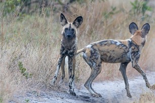 Lycaon Chobe National Park