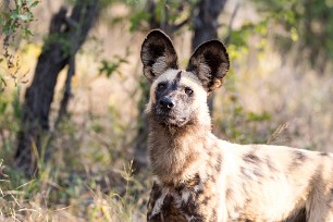 Lycaon Chobe National Park