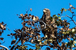 Tawny Eagle (Aigle ravisseur) Kwaï