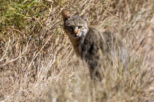 Chat sauvage d'Afrique Kwaï