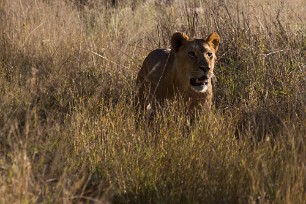 Lion Kwaï