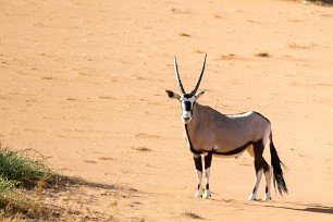 Oryx Sossusvlei, Namibie